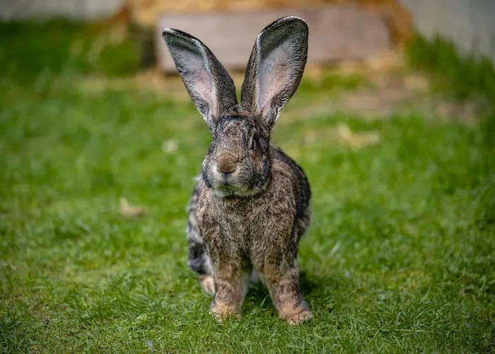 Pension Pilsachhof Πανσιόν
